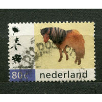 Домашние животные. Шетлендский пони. 1997. Нидерланды