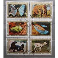 Марки - фауна слоны бабочки рыбы насекомые морские котики и др. Гвинея 1976 блок