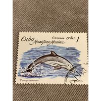 Куба 1980. Дельфины. Tursiops truncatus. Марка из серии