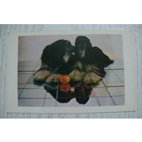 Календарик, 1991-1992, Собаки.