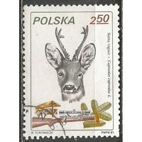 Польша. Европейская косуля. 1981г. Mi#2748.