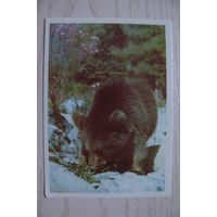 Календарик, 1990, Медведь.