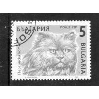 Болгария.Ми-3809.Персидская кошка.Серия: Кошки. 1989.