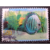 2006 Аквариумные рыбки