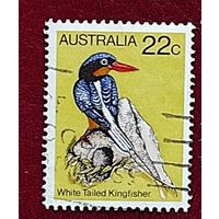 Австралия, 1м птица-2 гаш