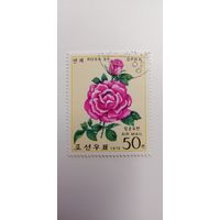 Корея 1979. Розы