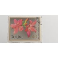Польша 1972.  Цветы