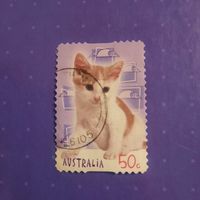 Австралия 2004. Домашние коты