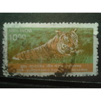 Индия 2000 Тигр
