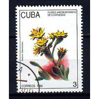 1993 Куба. Растение