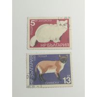 Болгария 1983. Коты