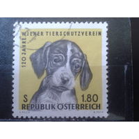 Австрия 1966 Собака, общество защиты животных