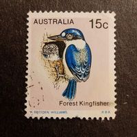 Австралия. Птицы. Forest Kingfisher