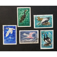 СССР 1972 г. Морские птицы. Фауна, полная серия из 5 марок #0208-Ф1P47