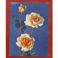 Роза " Лос - Анжелес ". Чистая. 1984 года. Фото Резникова. 1910.