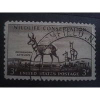 США 1956 антилопы
