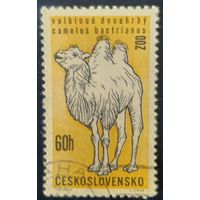 Чехословакия 1962 верблюд 1 из 6.