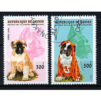1996 Гвинея. Собаки