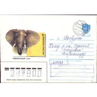 1990 год ХМК А.Исаков Африканский слон 4
