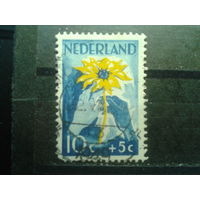 Нидерланды 1949 Цветок