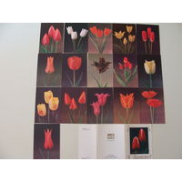 Набор открыток "Тюльпаны"