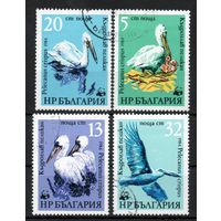 Пеликаны Болгария 1984 год серия из 4-х марок