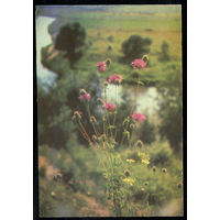 Почтовая карточка "Цветы полевые" (Маркированная)