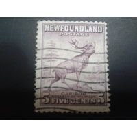Ньюфаунленд колония Англии 1932 олень карибу