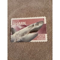 Австралия 2006. Белая акула