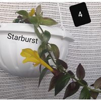 Колумнея Starburst(Columnea Starburst )