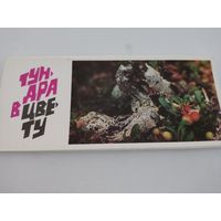 Набор из 17  открыток (9х21см) "Тундра в цвету" 1973г.