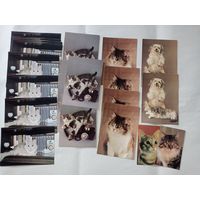 Открытки СССР, открытки фото коты, собаки. Календари СССР с котами