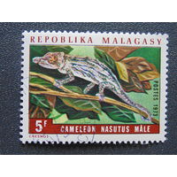 Мадагаскар 1973 г. Фауна.