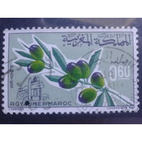 Марокко, 1966, оливковая ветвь