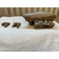 Окаменевшие зубы доисторического животного