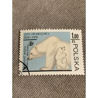 Польша 1978. 50 летие Варшавского зоопарка. Белые медведи. Марка из серии