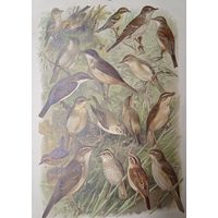 1900 год СПБ . ХРОМОЛИТОГРАФИЯ ПТИЦЫ. ... 29х20.5см.