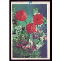 1 календарик Тюльпаны Грузия