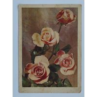 Почтовая карточка 1961 г. "Розы". Фото В. Упитиса.