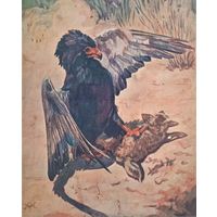 Хищная птица ФИГЛЯР терзающая молодого шакала . 1909г. Гравюра энциклопедическая 25х20см.