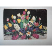 Круцко Б. Тюльпаны. Цветы. 1971 год #0049-FL1P25