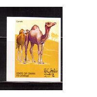Фауна , Оман-1969 ,  **,  Верблюды
