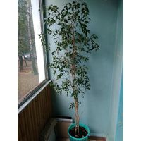 Фикус Бенджамина / Ficus benjamina - 2 метра