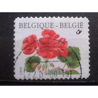 Бельгия 1999 Стандарт, пеларгония