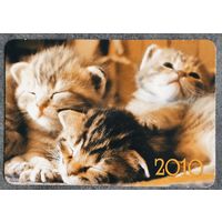 Календарик Котята 2010