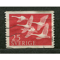 Фауна. Лебеди. Швеция. 1956