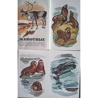 Н. Строганова, М. Алексеев Набор открыток (16 шт.) Животные Севера, 1972 год