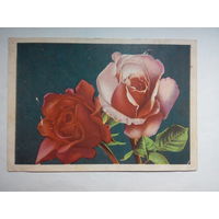 Октообер. Таллин. Розы. Цветы. 1956 год #0006-FL1P03