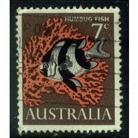 Австралия 1966 Mi# 364 Зебровидный дасцилл. Гашеная (AU09) н/с