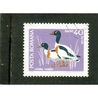 Румыния.Ми-2726. Обычный Шелдук (Tadorna tadorna). Серия: Фауна из дикой природы.1968.